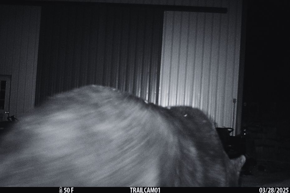 the top of a black bear walking in front of a trail camera at night (black and white) on March 28, 2025