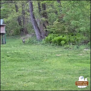 low resolution trailcam image in color showing wild turkey running away from the camera location through a yard. a little further away from previous