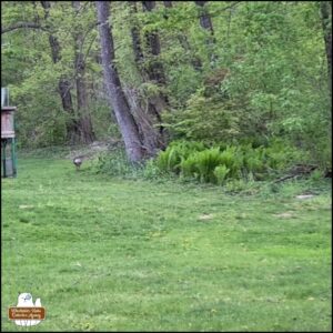 low resolution trailcam image in color showing wild turkey running away from the camera location through a yard. a little further away from previous and closer to where there's a trail on the right