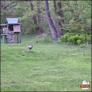 low resolution trailcam image in color showing wild turkey running away from the camera location through a yard. closest photo in series