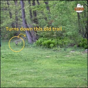 low resolution trailcam image in color showing wild turkey running away from the camera location through a yard. a little further away from previous and closer to where there's a trail on the right; turkey circled in yellow with an arrow pointing to the trail, "Turns down this old trail."