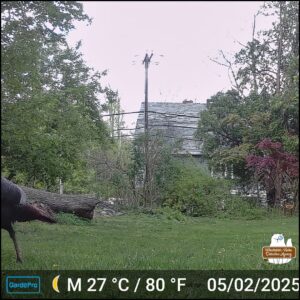 The back half of a wild turkey running through the grass from the road taken by a trailcamera close to the ground on May 2, 2025 at 5:10PM