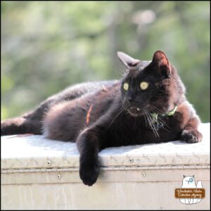 black cat Gus lounging on a silver metal trunk outside with his attention on critters