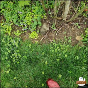 looking down at the ground, a bare strip of dirt between grass and weeds; next to a rock a pair of rusted pliers are mostly out of the dirt with one handle still buried.