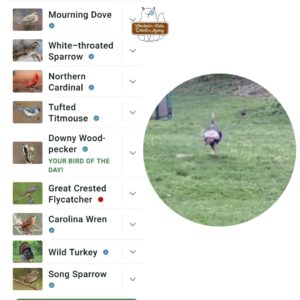 Merlin app screenshot showing list of birds heard that day; on the right one of the trail cam images of a turkey running through the yard