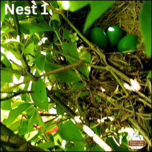 close up of robin's nest with 3 blue eggs