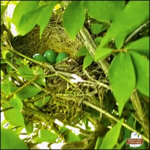 close up of robin's nest with 3 blue eggs