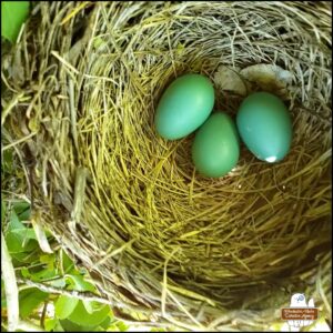 close up of robin's nest with 3 blue eggs