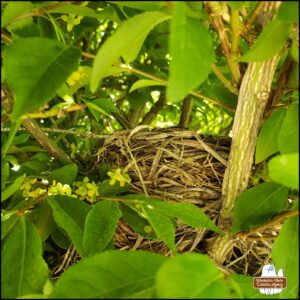 close up of robin's nest side view