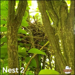 nest #2 seen through the branches of the hedge
