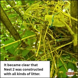 nest #2 seen through the branches of the hedge showing pieces of plastic and human trash woven into the nest. caption: It became clear that Nest 2 was constructed with all kinds of litter.