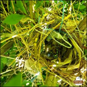 top view looking inside nest #2 with all the visible strips of trash woven into it.