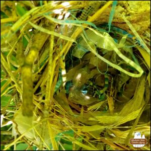 top view looking inside nest #2 with all the visible strips of trash woven into it.