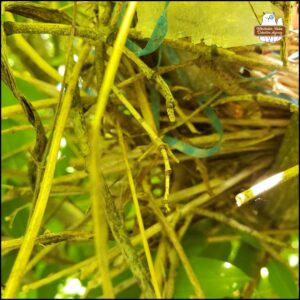 side view of nest #2 with all the visible strips of trash woven into it.