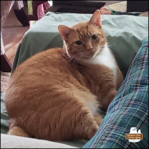 orange and white cat Ollie waking up from his nap on a couch