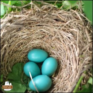 close up of robin's nest with 4 blue eggs