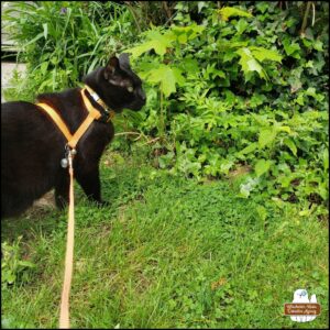 black cat Gus next to a weedy flowerbed.