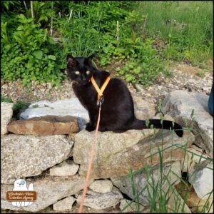 black cat Gus sitting on a rock wall in front of weeds and at the base of a lilac bush.