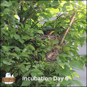 robin mother on nest incubation day 6, May 19, 2025