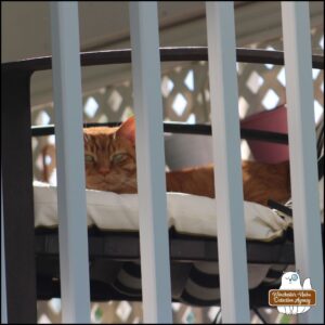 orange tabby Oliver lying on a chair on the balcony seeing through railing