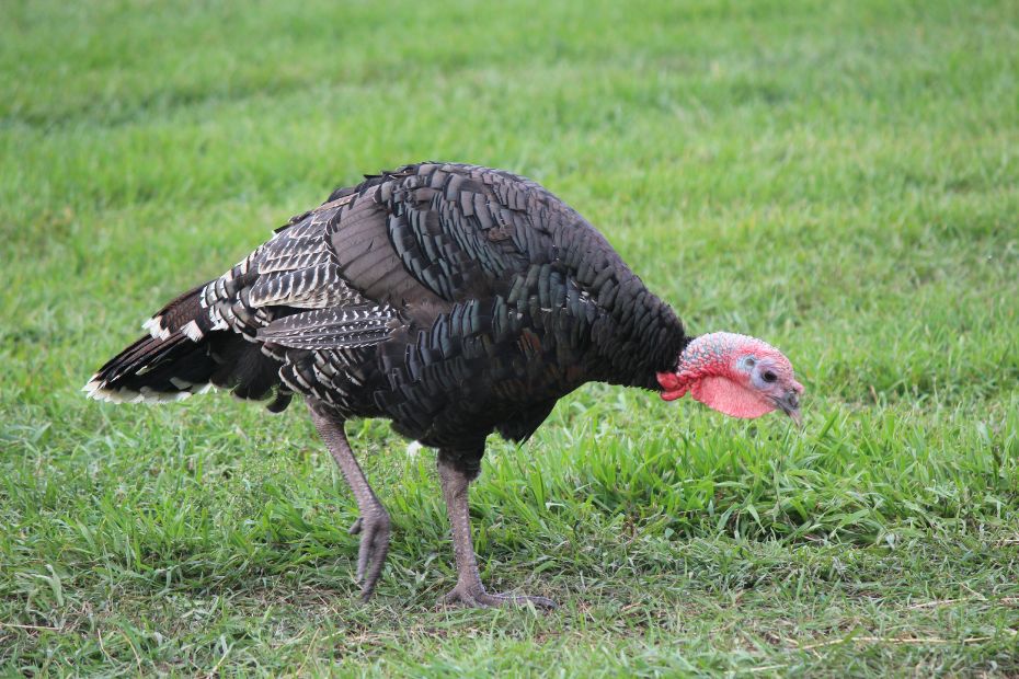 Canva stock image of a wild turkey on grass