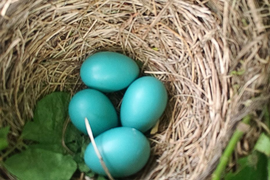 close up of robin's nest with 4 blue eggs