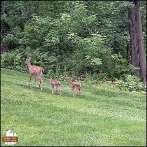 June 9, 2025 trailcam photo of a doe mom and two tiny spotted fawns walking behind her.