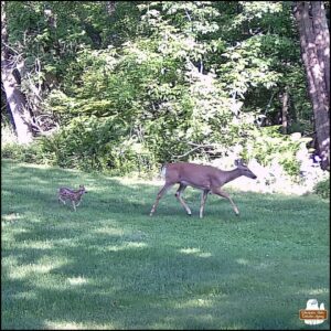 June 3, 2025 trailcam photo of a doe mom and a tiny spotted fawn walking behind her.