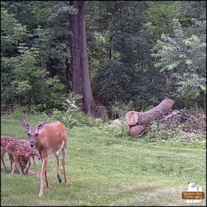 June 26, 2025 trailcam photo of a doe mom and three spotted fawns jumbled in a standing pack behind her.