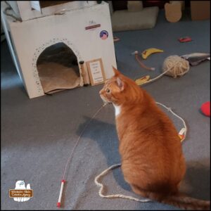 orange and white tabby Oliver sitting in front of his cardboard office surrounded by toys
