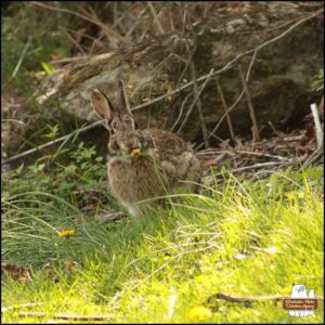 adult bunny rabbit with dark eyebrows and right ear half covered in dried blood looking at the camera while sitting in the grass and eating a dandelion. believed to be Rabbit Maranville