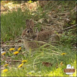 adult bunny rabbit with dark eyebrows and right ear half covered in dried blood looking at the camera while sitting in the grass; believed to be Rabbit Maranville