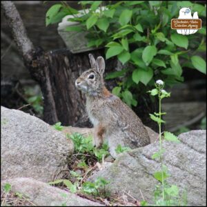 "teen" juvenile size bunny rabbit with thick black eyebrows and patchy fur standing up on back legs by large rocks and weeds.