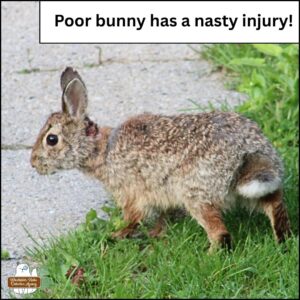 thin, "teen" small bunny rabbit on the grass next to stone path. Bunny has a large open wound on the back of its neck. "Caption: Poor bunny has a nasty injury!"