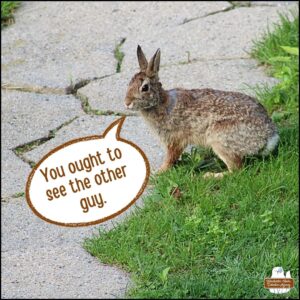 thin, "teen" small bunny rabbit on the grass next to stone path. Bunny has a large open wound on the back of its neck. "You ought to see the other guy."