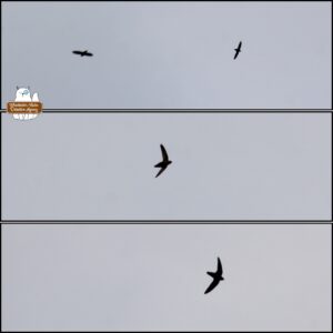 collage of silhouetted chimney swifts in the sky