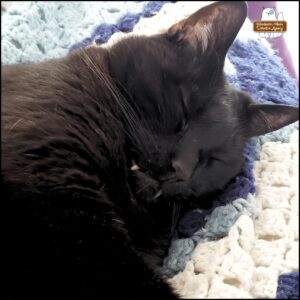 black cat's fangs show while he sleeps