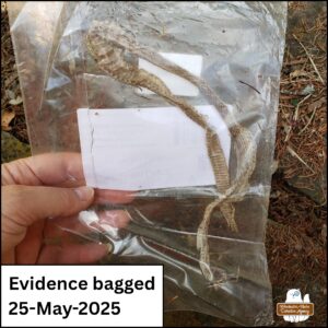 snake skin in plastic bag Evidence bagged 25-May-2025 baby Gorgon