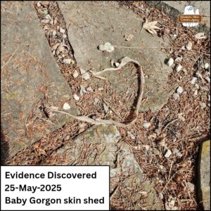 snake skin on slate stones. Evidence Discovered 25-May-2025 baby Gorgon skin shed