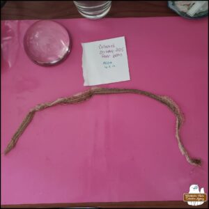 the snake skin on a pink silicone mat next to a note with date collected 25-May-2025 and measurement 42 cm / 16.5 inches