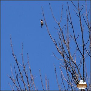 Eastern wood pewee perched at the top of a bare tree.