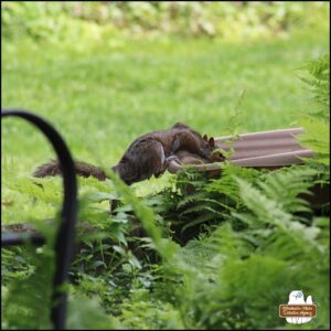 a thin (likely juvenile) Eastern Grey Squirrel balancing with one back foot down and the rest on the edge of the water tub as it reaches in to drink.