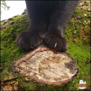 close up of Gus' black paws (one claw showing) as he stands on a mossy branch