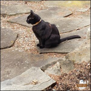 black cat Gus sitting on a patio of slate stones