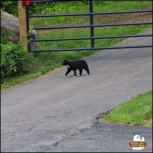 stray tuxedo cat Savile walking down private road/driveway