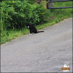 stray tuxedo cat Savile sitting in driveway at the edge of a grassy backyard
