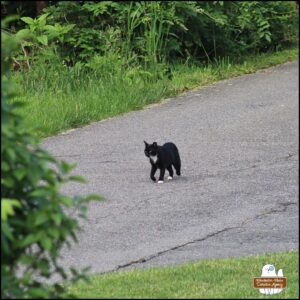 stray tuxedo cat Savile walking down the private road/driveway