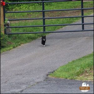 stray tuxedo cat Savile walking under a cattle gate on private road/driveway