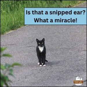 stray tuxedo cat Savile paused on driveway looking at the camera (far away) showing of those signature jade green eyes, white tuxedo and whiskers, and sporting a newly snipped left ear. caption: Is that a snipped ear? What a miracle!