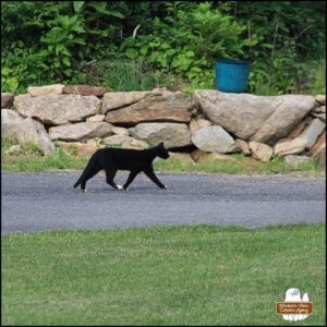 stray tuxedo cat Savile in parking area